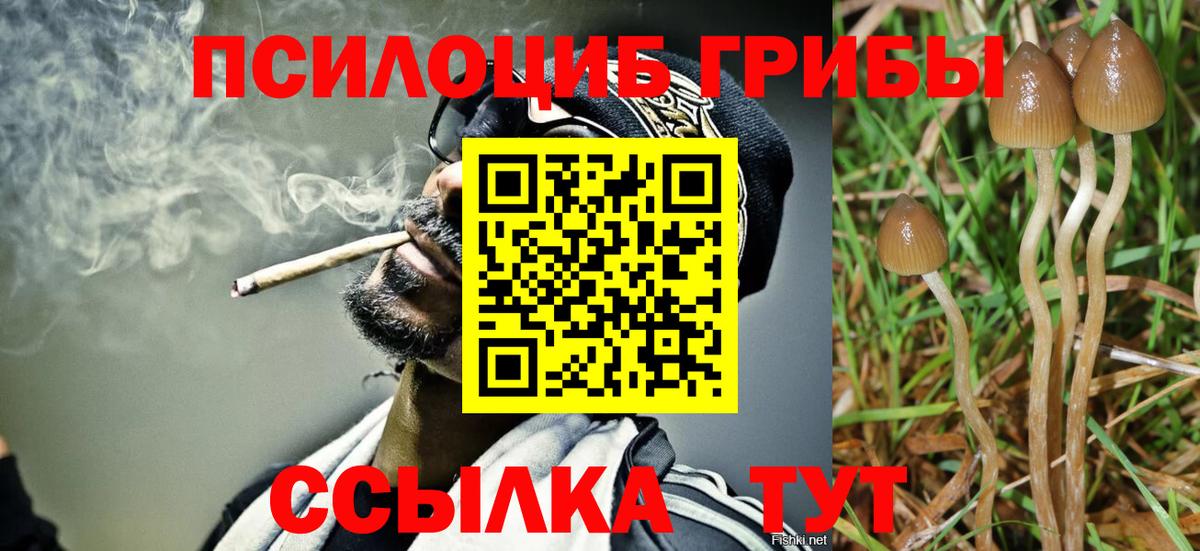 Мурино  купить наркотики цена  Вход с VPN  Псилоцибиновые грибы Cubensis  Псилоцибиновые грибы мицелий 